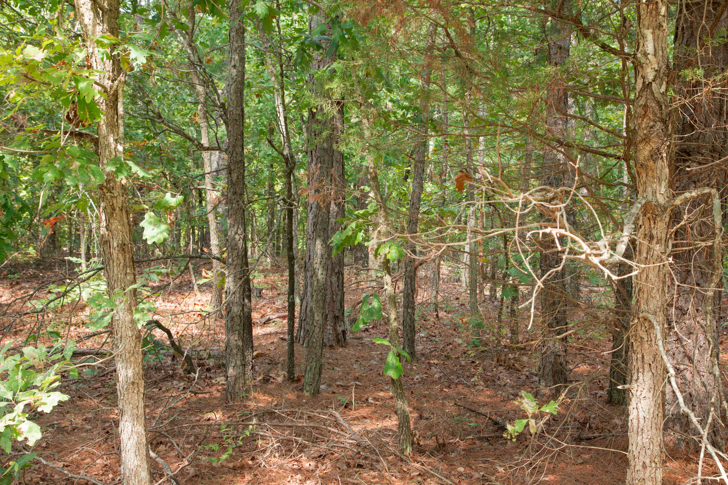 Tract 11 at Wagon Wheel Ranch in Dent County, Missouri