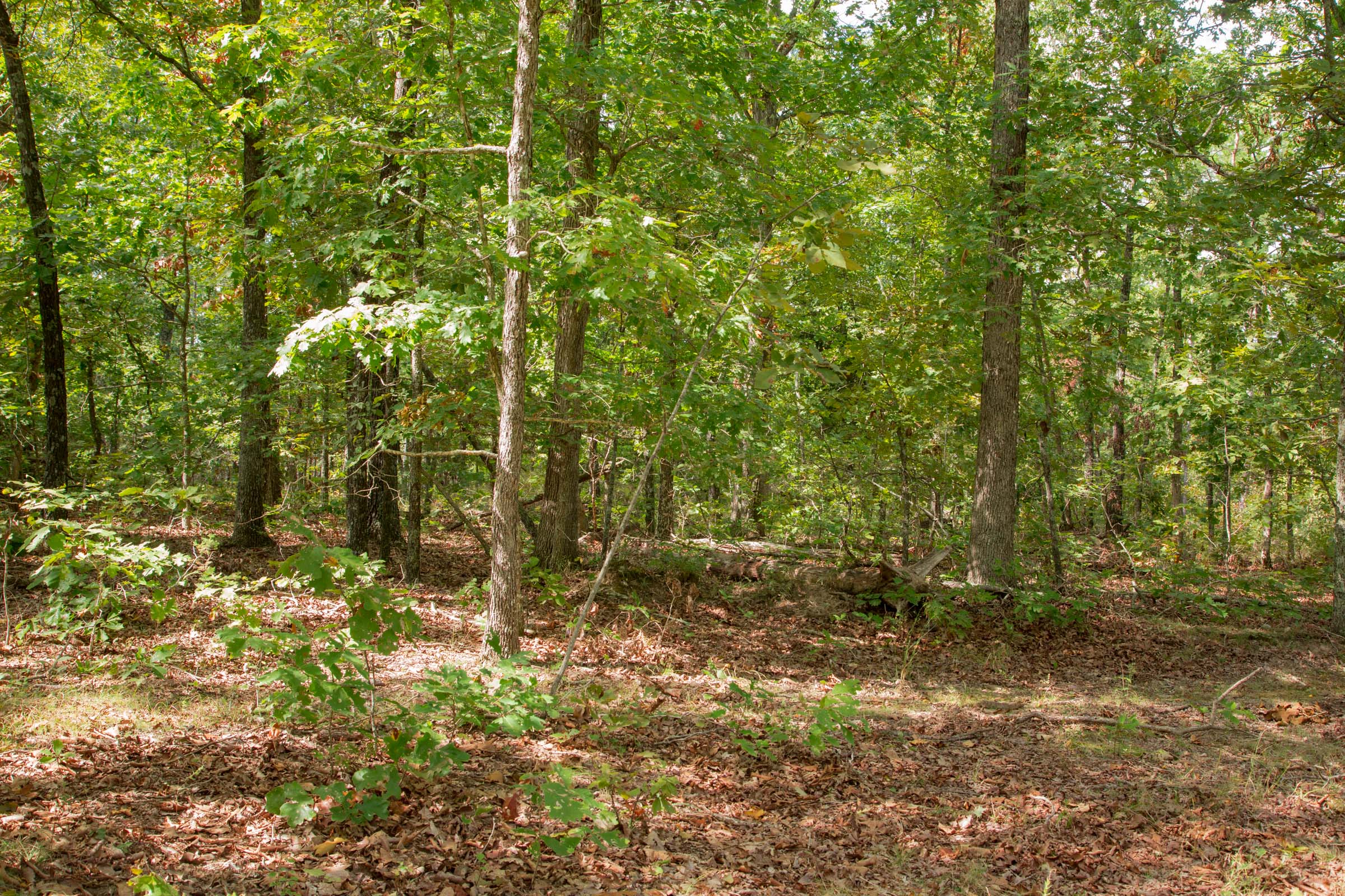 Tract 14 at Wagon Wheel Ranch in Dent County, Missouri