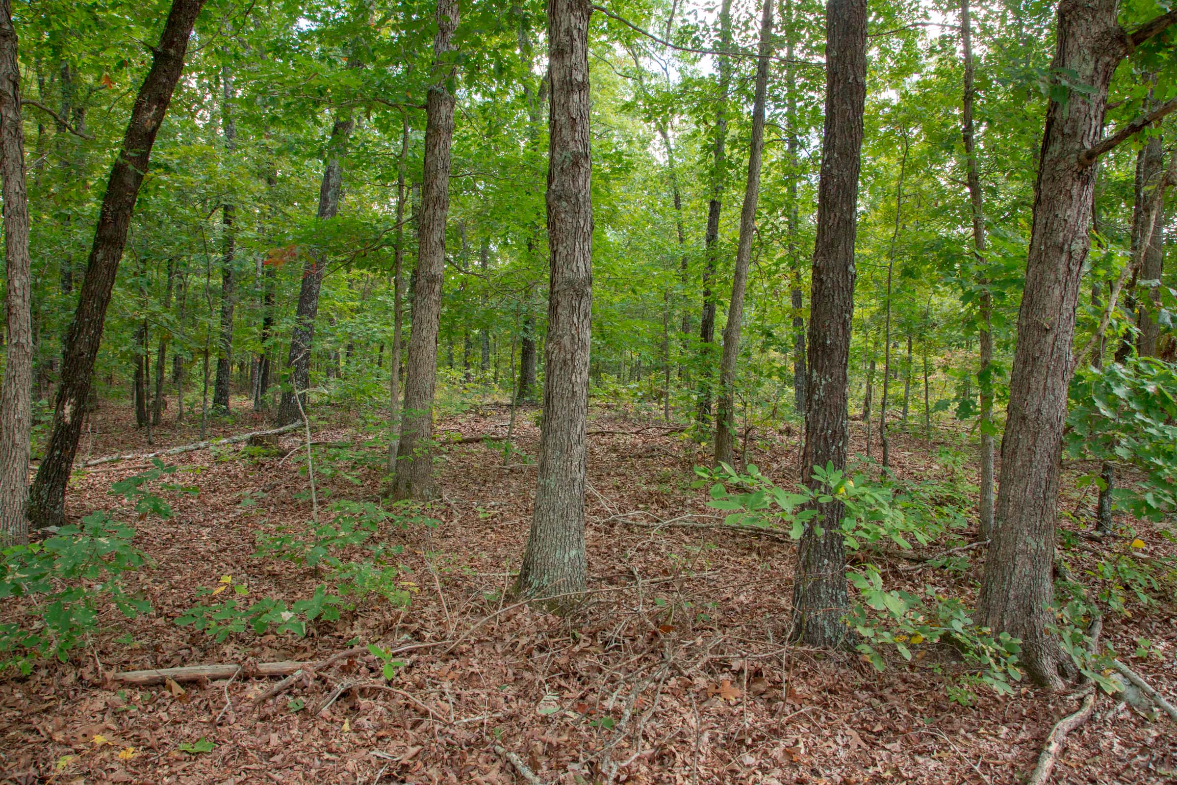 Tract 18 at Wagon Wheel Ranch in Dent County, Missouri