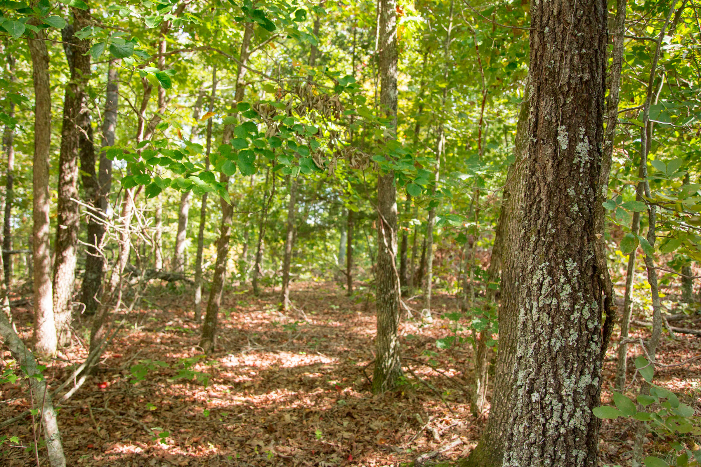Tract 20 at Wagon Wheel Ranch in Dent County, Missouri