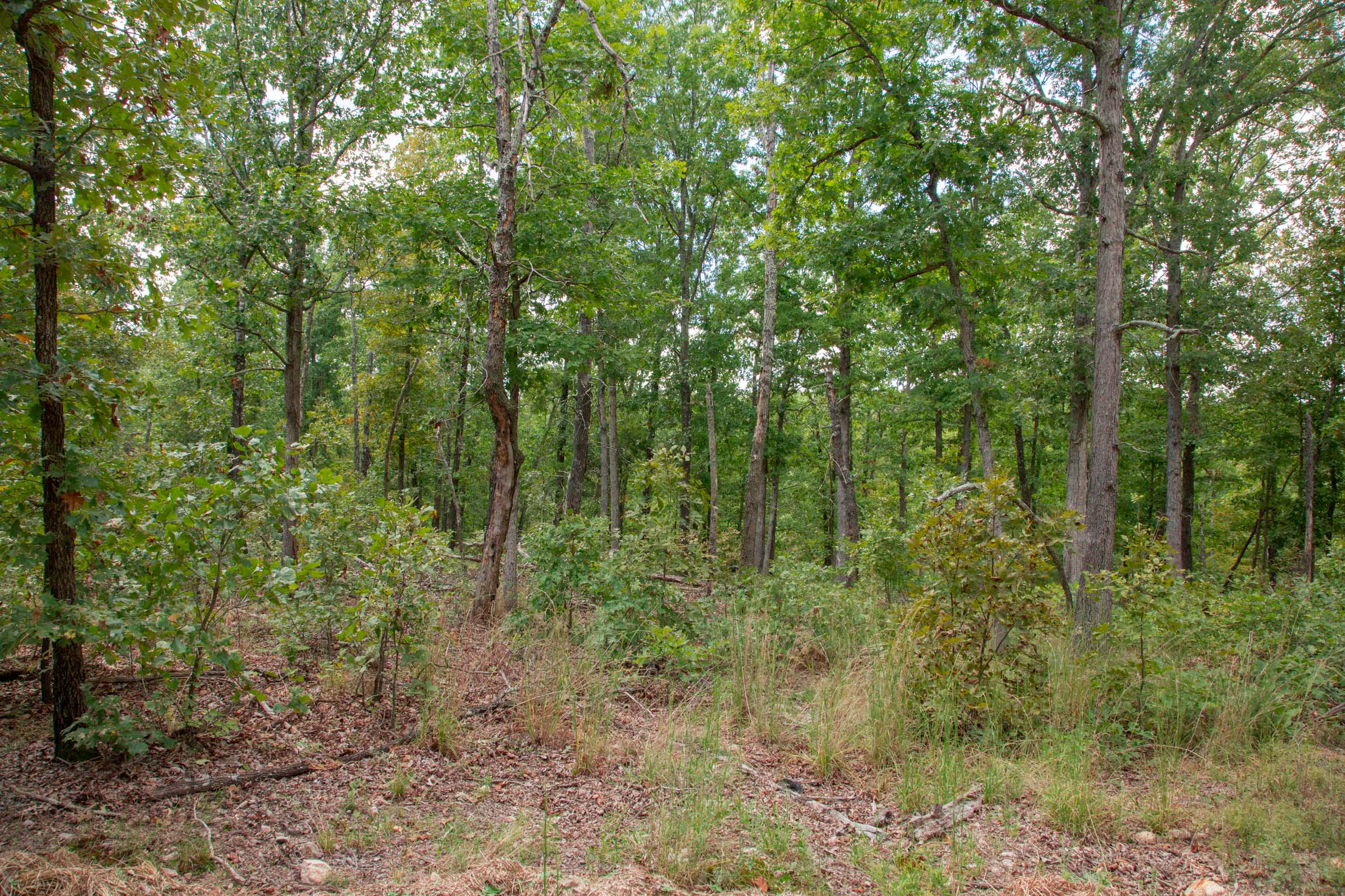 Tract 26 at Wagon Wheel Ranch in Dent County, Missouri
