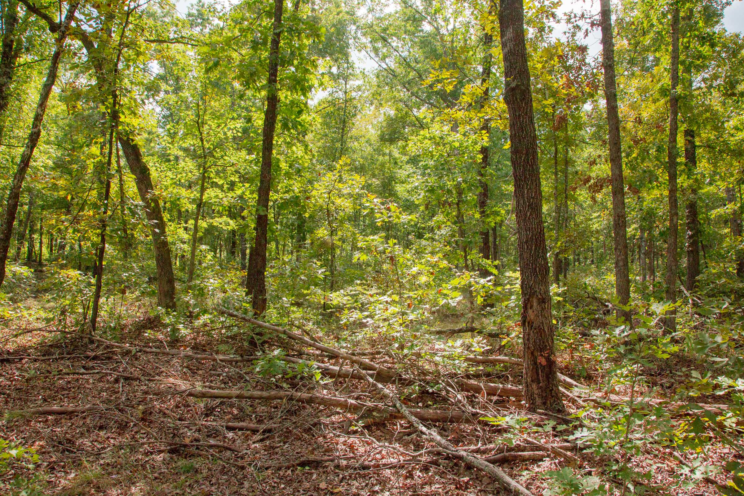 Tract 29 at Wagon Wheel Ranch in Dent County, Missouri