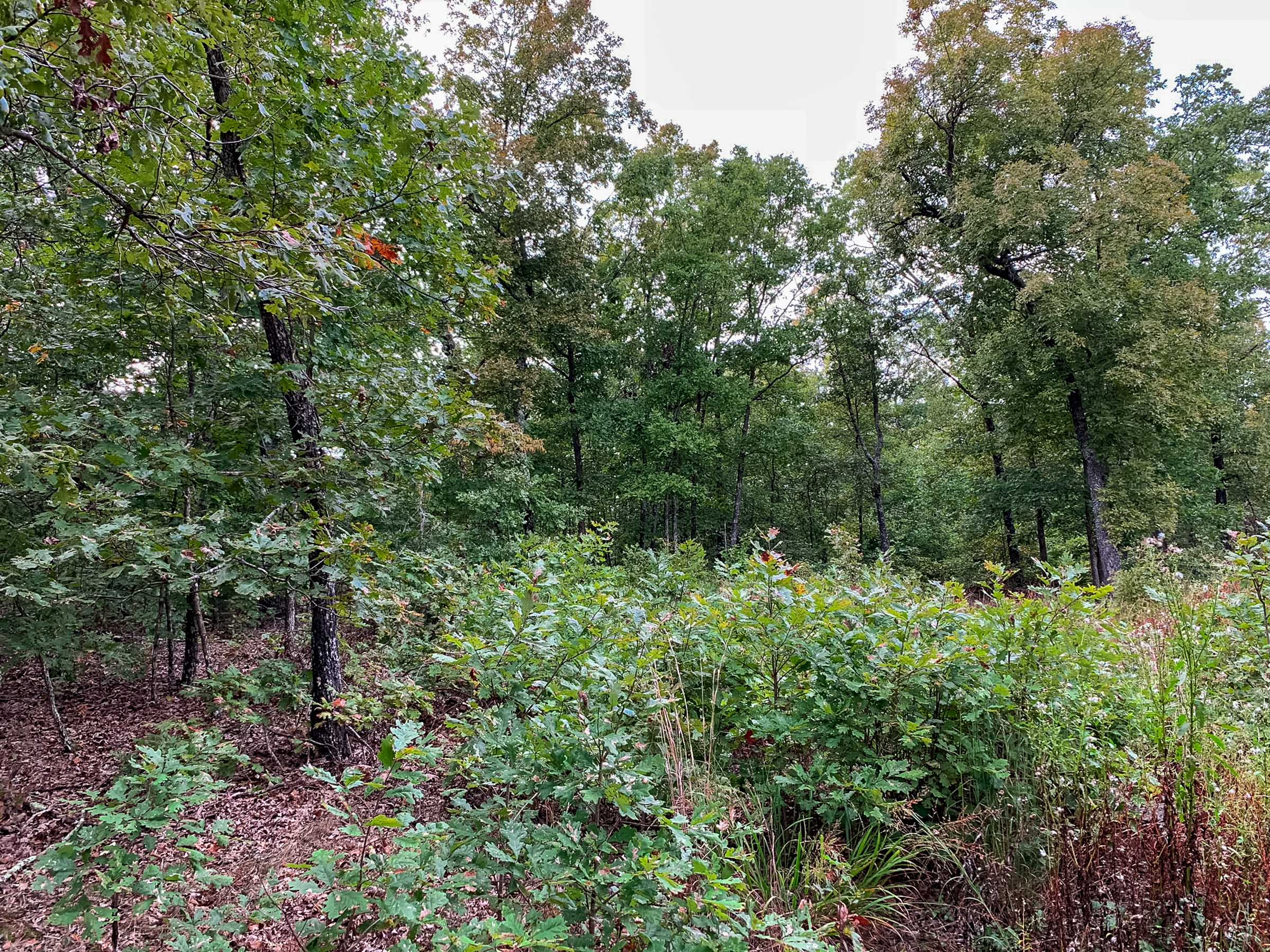 Tract 31 at Wagon Wheel Ranch in Dent County, Missouri