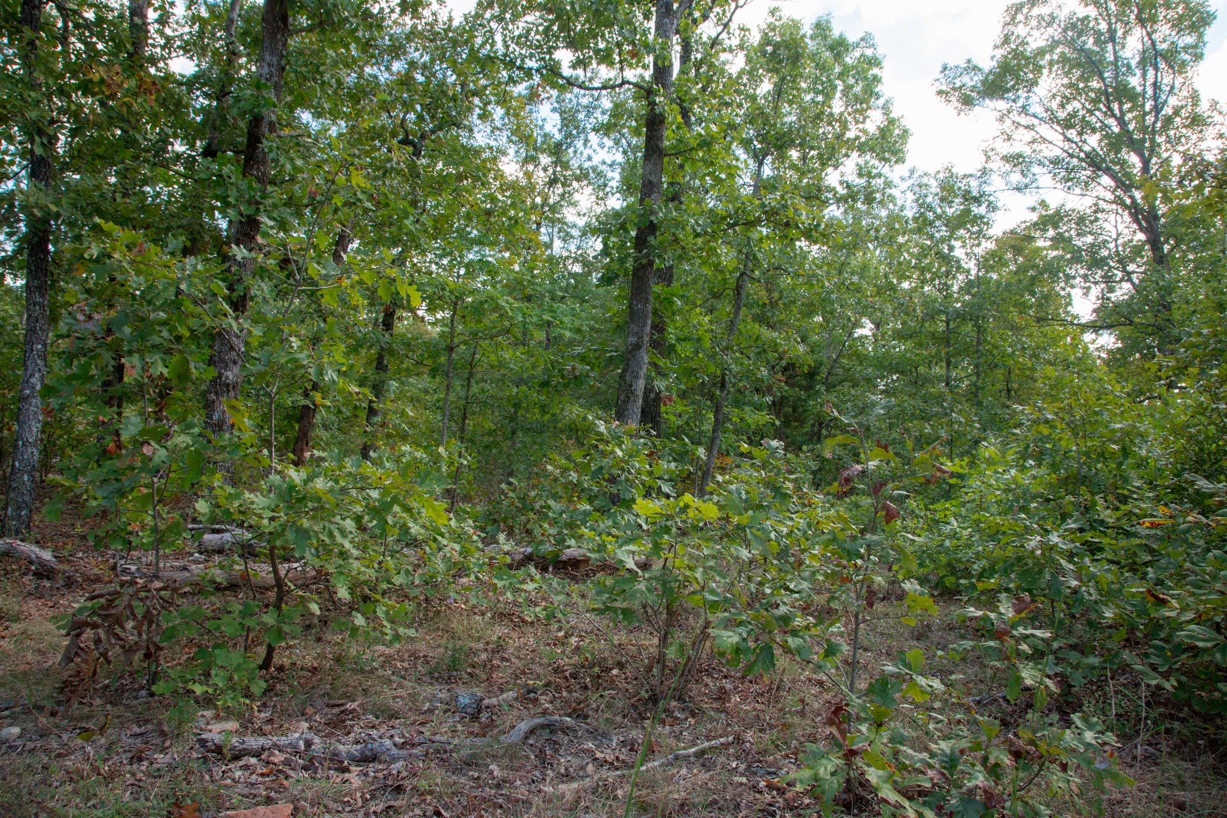 Tract 32 at Wagon Wheel Ranch in Dent County, Missouri