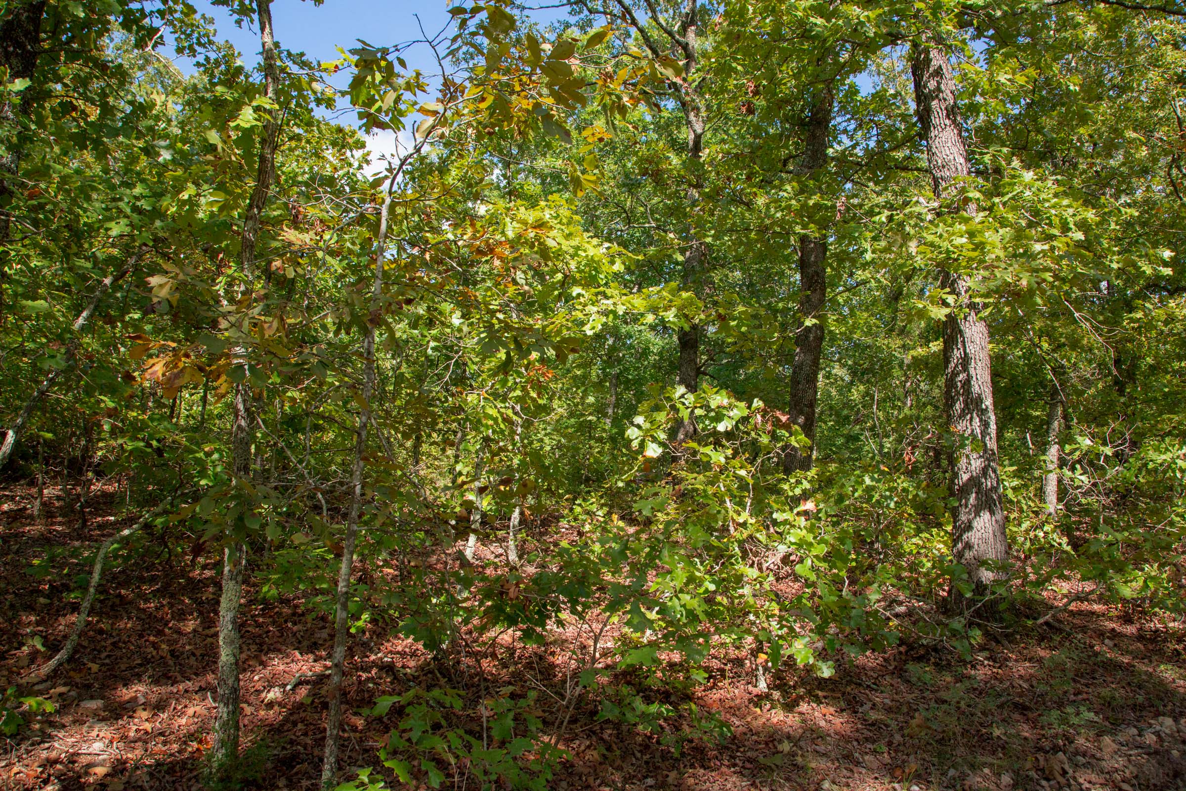 Tract 33 at Wagon Wheel Ranch in Dent County, Missouri