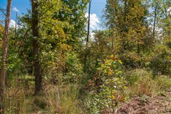 property photo for Wagon Wheel Ranch Tract 37, 6.9 acres for sale in Dent County, Missouri
