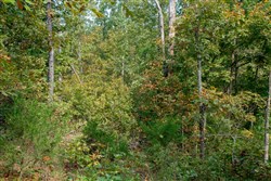 property photo for Wagon Wheel Ranch Tract 37, 6.9 acres for sale in Dent County, Missouri