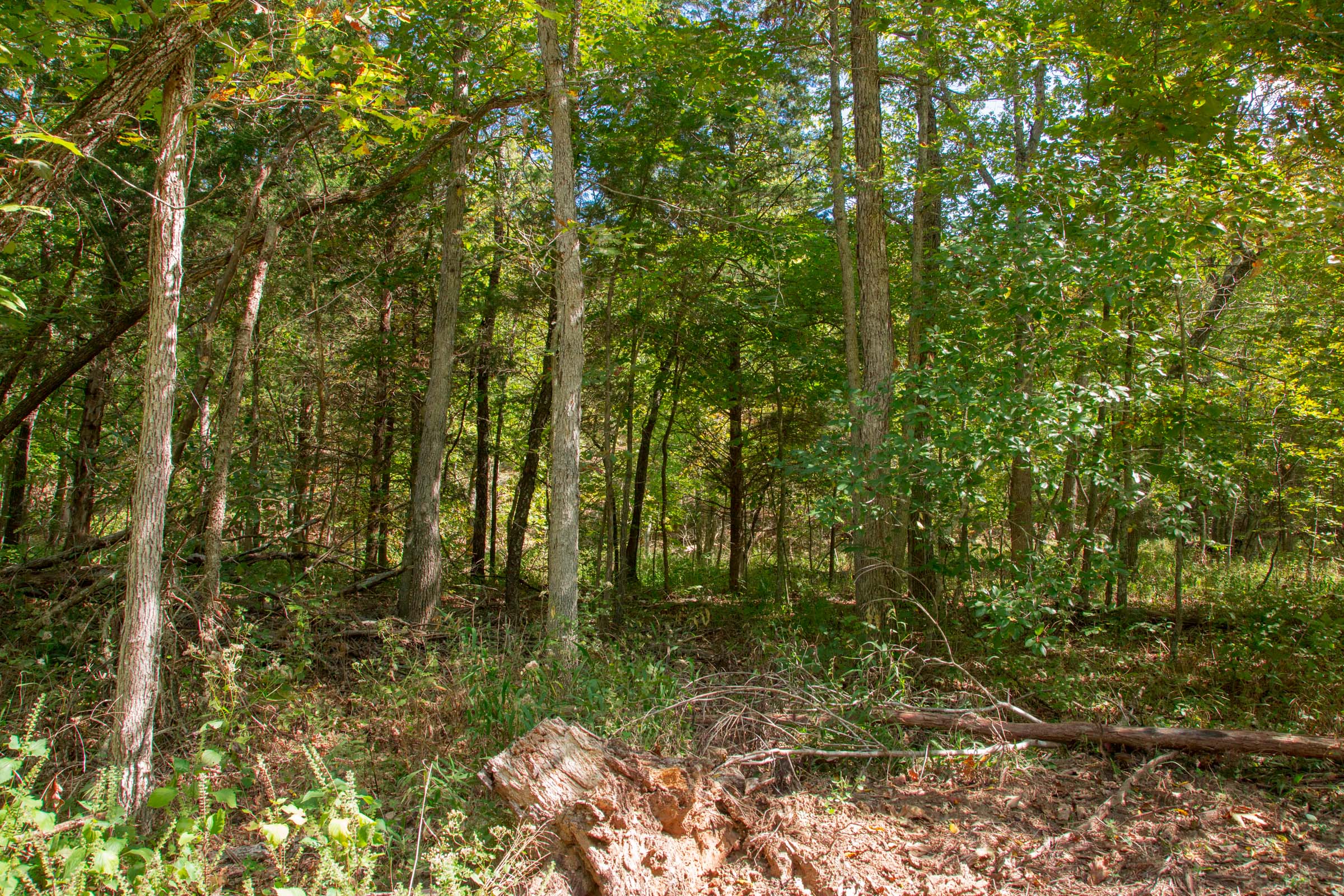 Tract 38 at Wagon Wheel Ranch in Dent County, Missouri