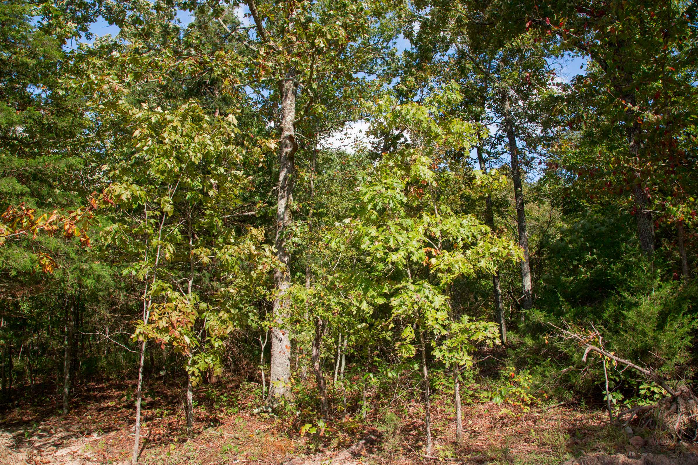Tract 39 at Wagon Wheel Ranch in Dent County, Missouri