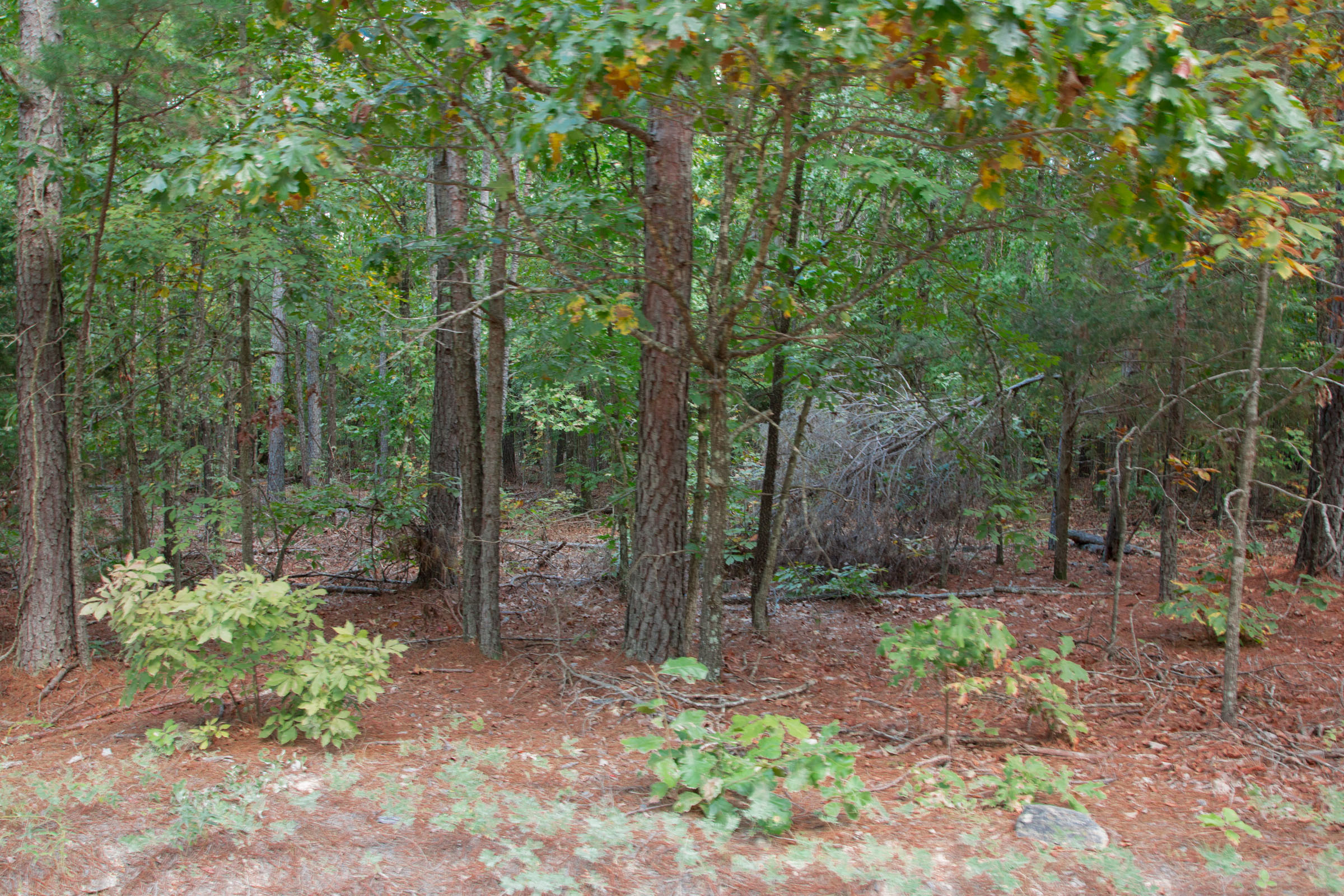 Tract 4 at Wagon Wheel Ranch in Dent County, Missouri