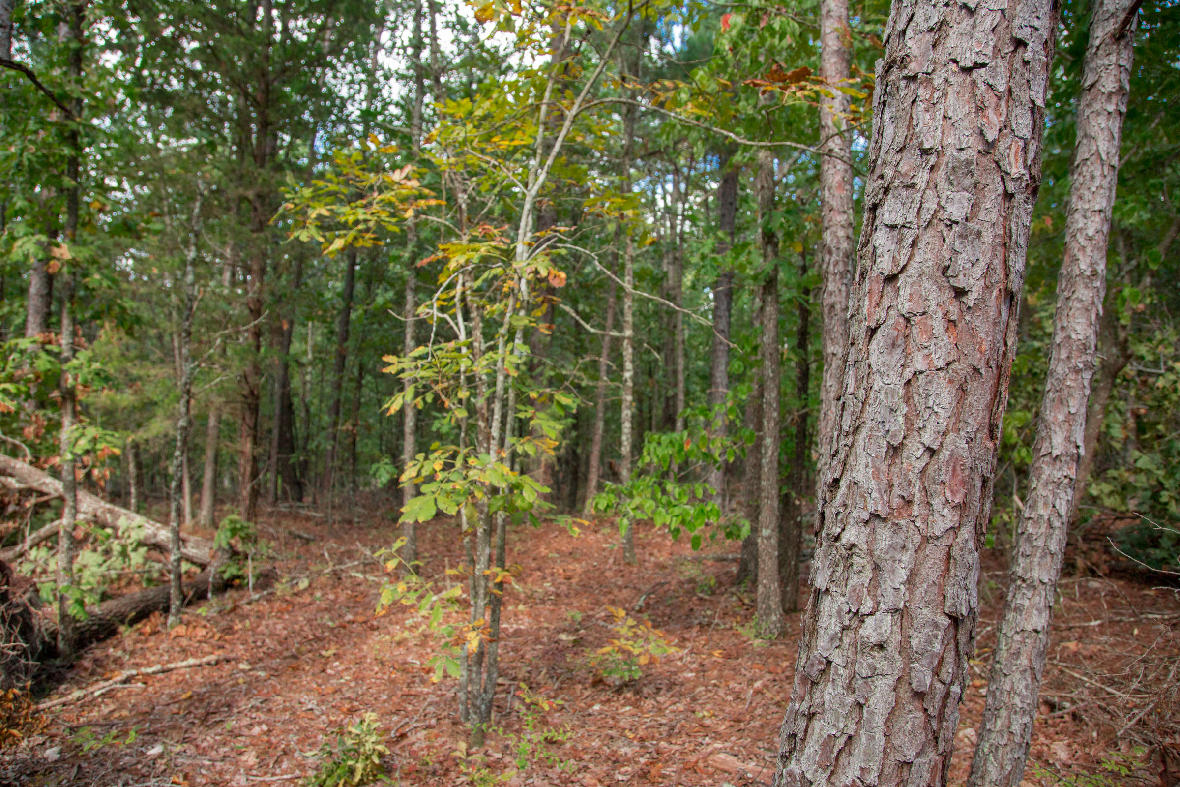 Tract 40 at Wagon Wheel Ranch in Dent County, Missouri