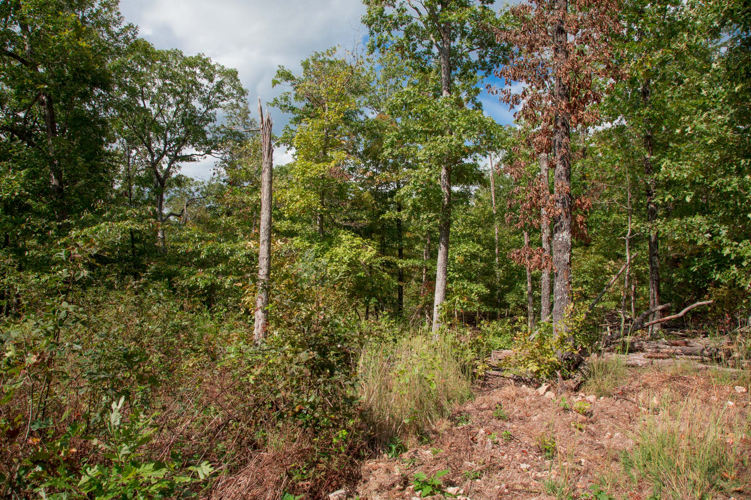 Tract 44 at Wagon Wheel Ranch in Dent County, Missouri