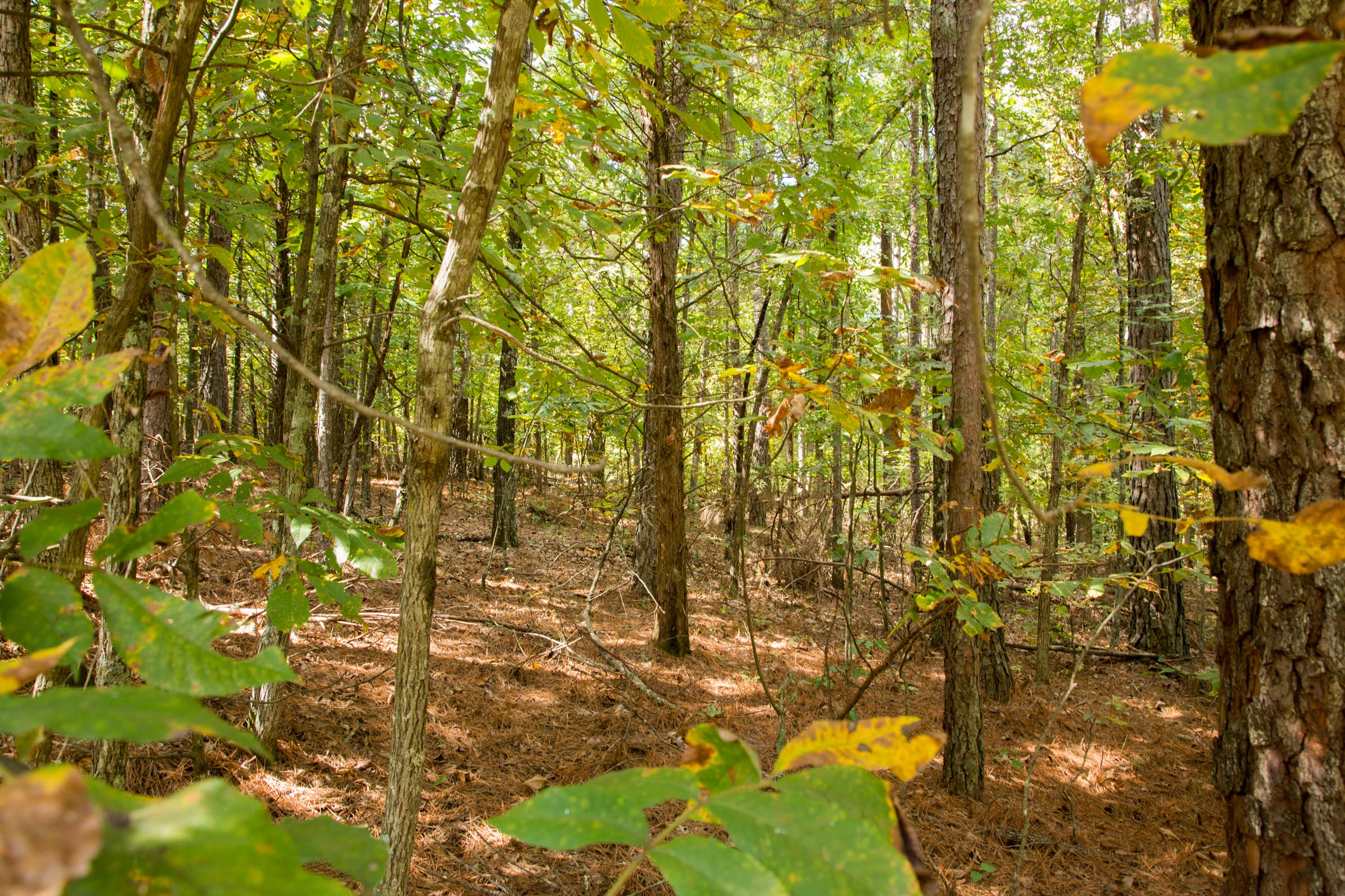 Tract 52 at Wagon Wheel Ranch in Dent County, Missouri