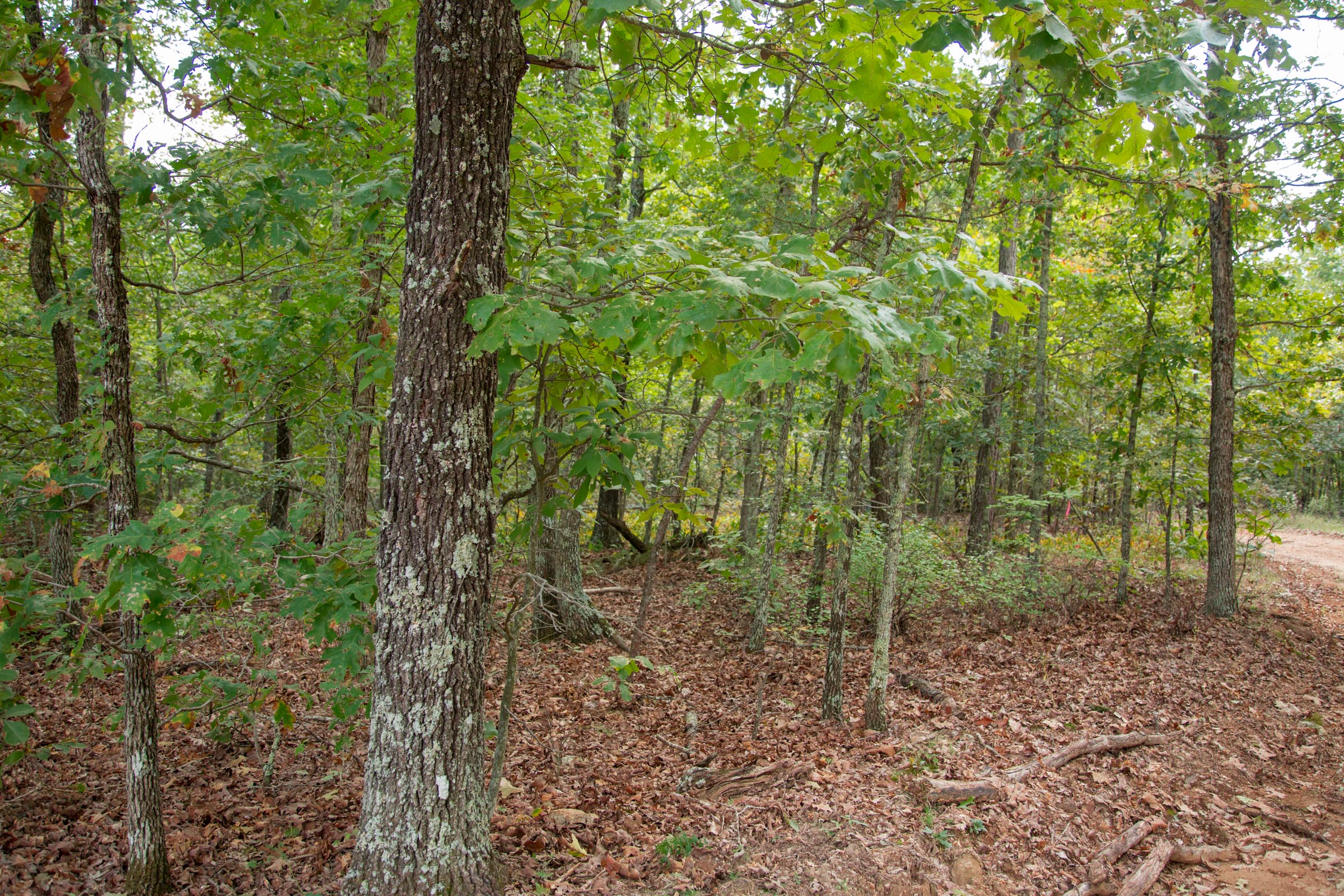 Tract 53 at Wagon Wheel Ranch in Dent County, Missouri