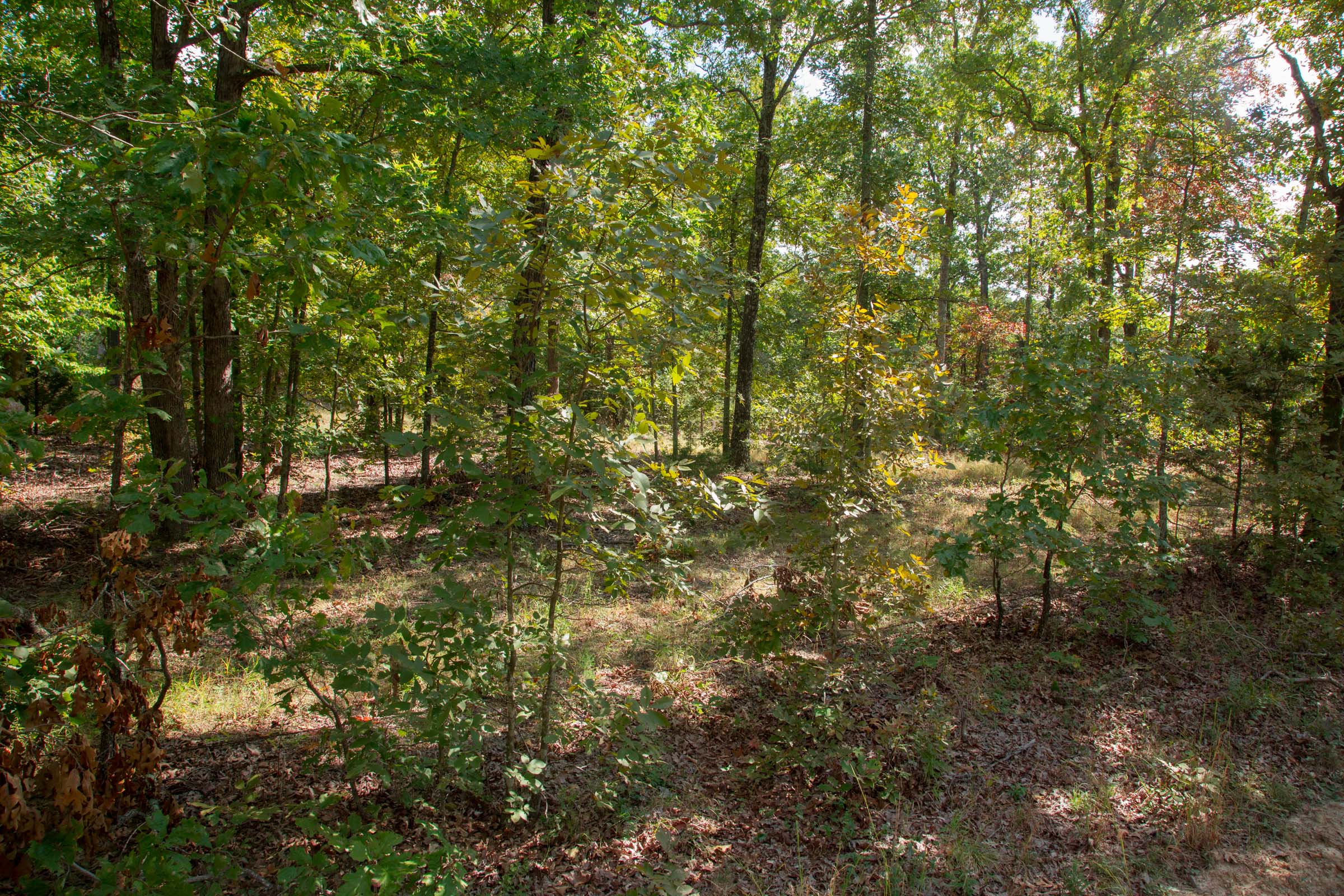 Tract 7 at Wagon Wheel Ranch in Dent County, Missouri