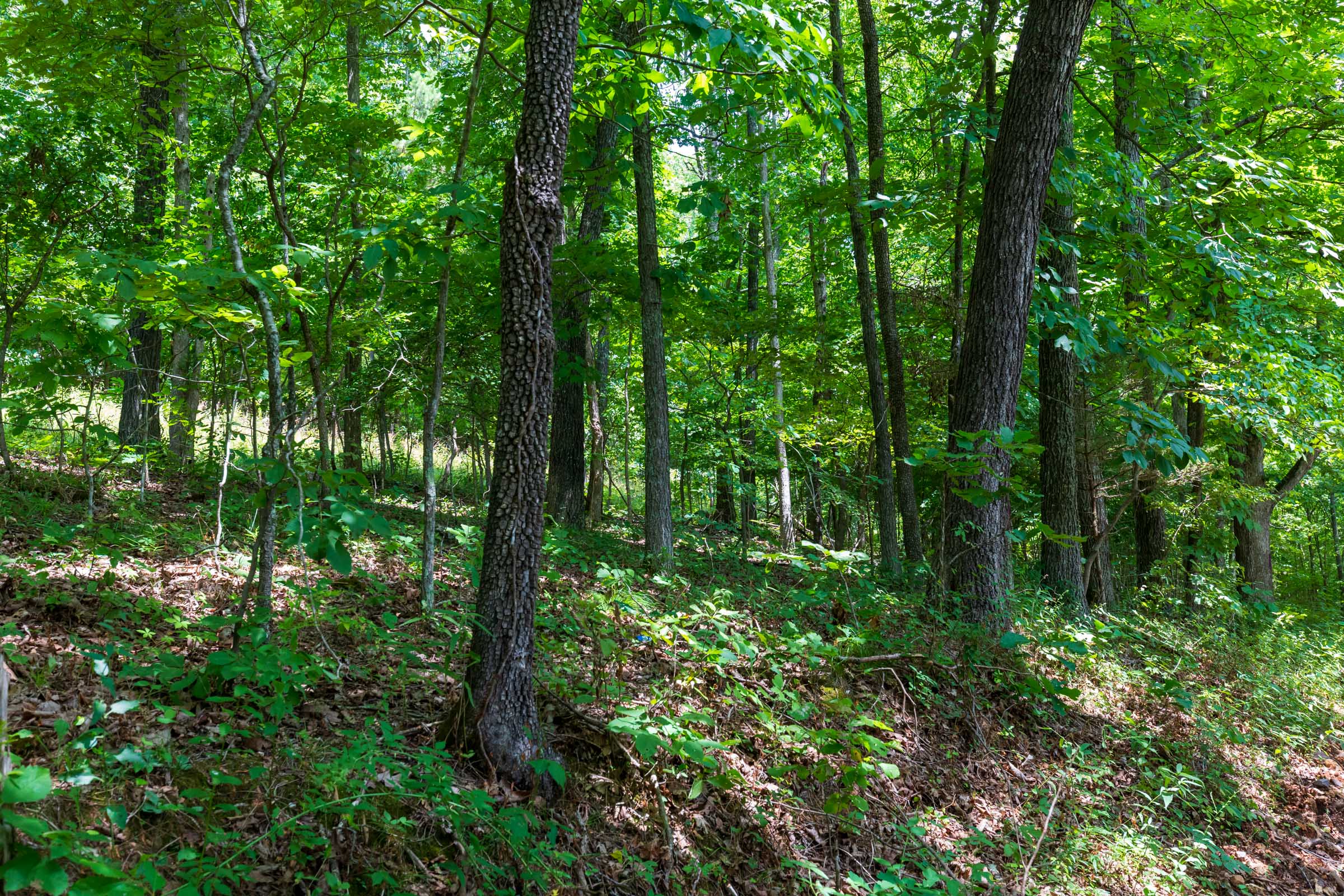 Tract 1 at Cypress Ridge in Reynolds County, Missouri