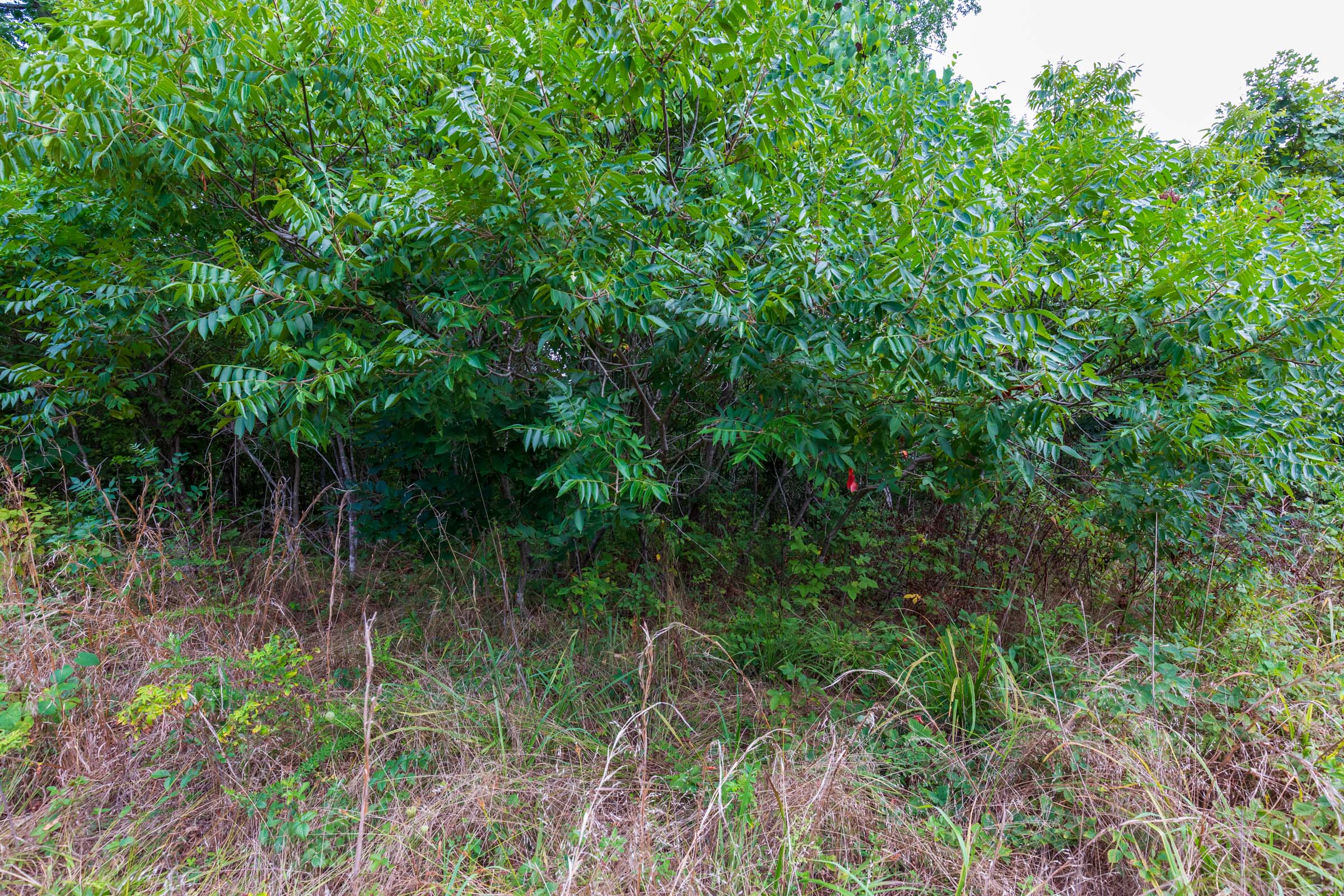 Tract 15 at Cypress Ridge in Reynolds County, Missouri