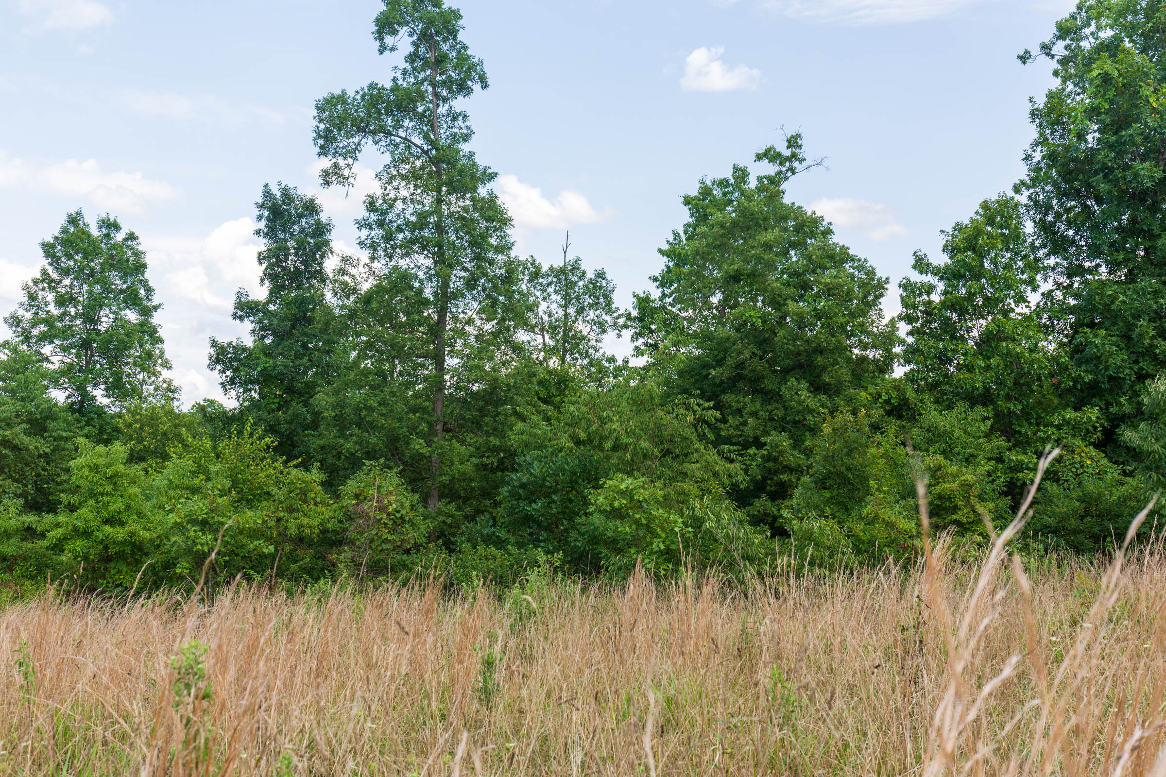 Tract 17 at Cypress Ridge in Reynolds County, Missouri