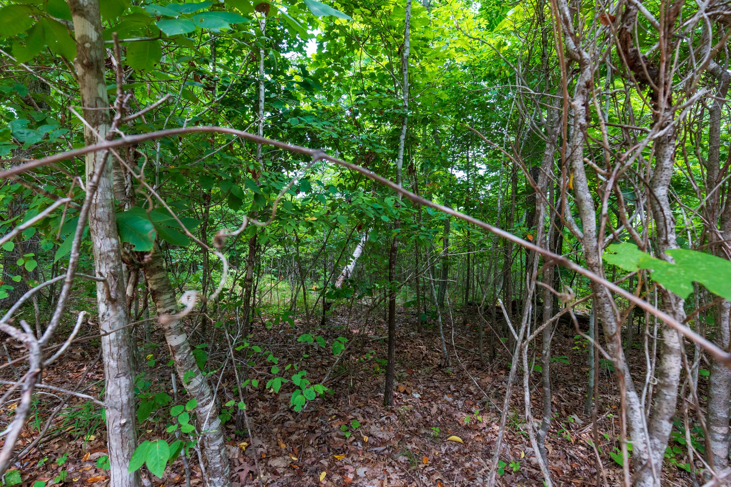 Tract 21 at Cypress Ridge in Reynolds County, Missouri