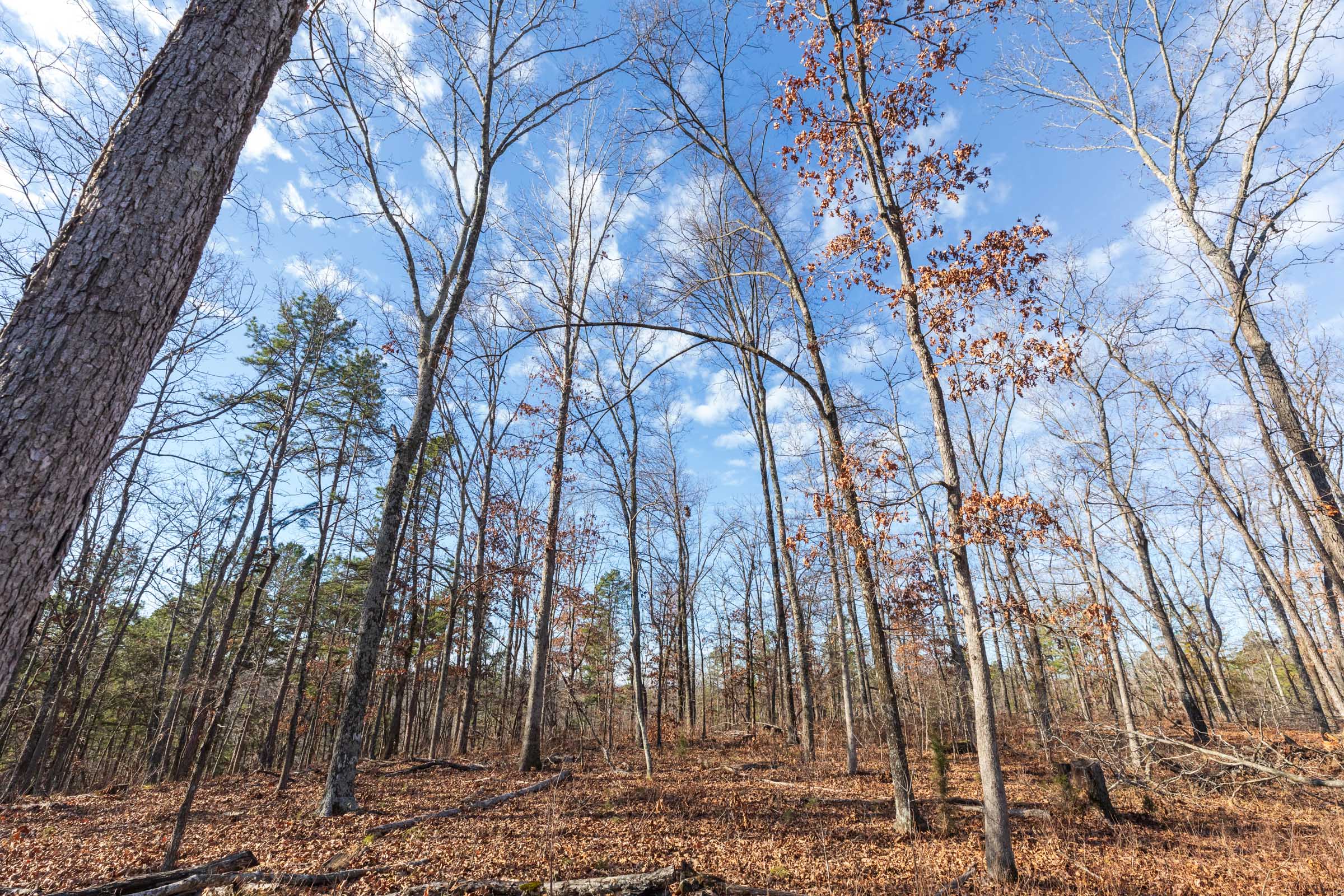Tract 38 at Cypress Ridge in Reynolds County, Missouri