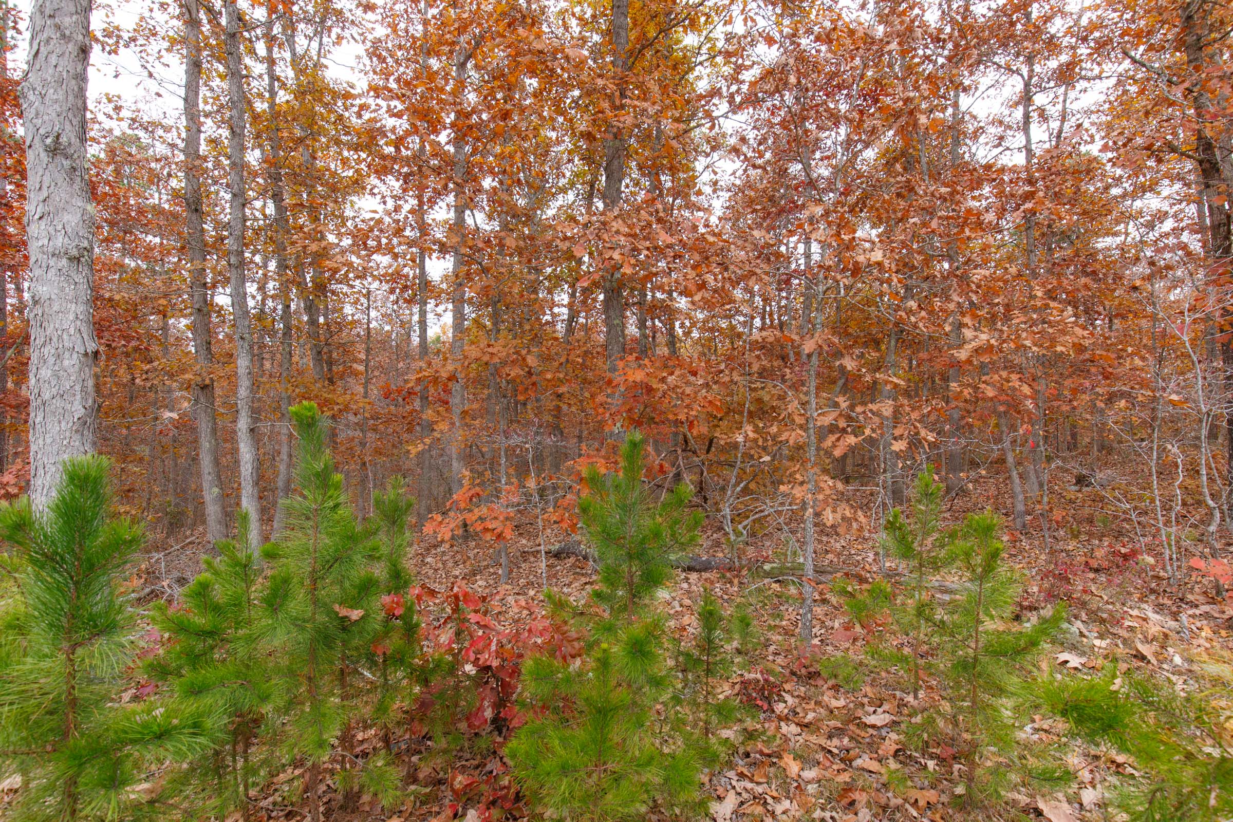 Tract 19 at Hawkcrest in Reynolds County, Missouri