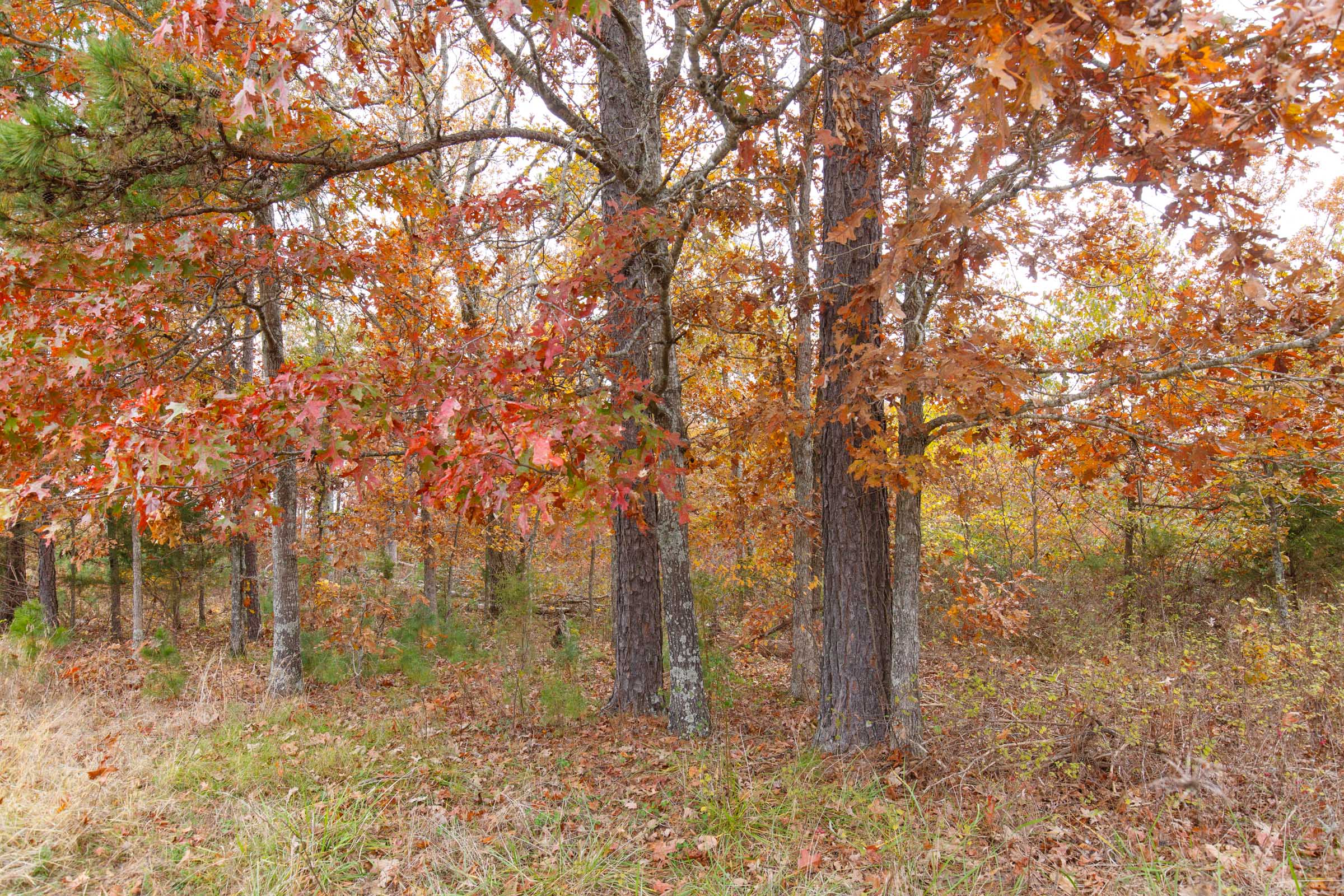 Tract 21 at Hawkcrest in Reynolds County, Missouri