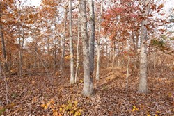 property photo for Hawkcrest Tract 30, 7.77 acres for sale in Reynolds County, Missouri