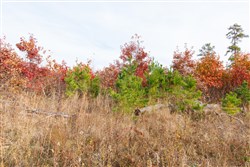 property photo for Hawkcrest Tract 31, 7.93 acres for sale in Reynolds County, Missouri