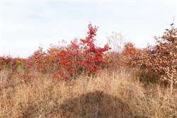 property photo for Hawkcrest Tract 31, 7.93 acres for sale in Reynolds County, Missouri