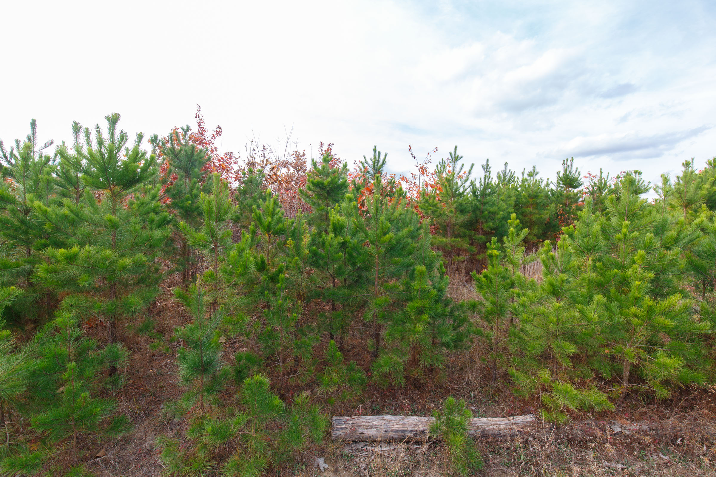Tract 32 at Hawkcrest in Reynolds County, Missouri