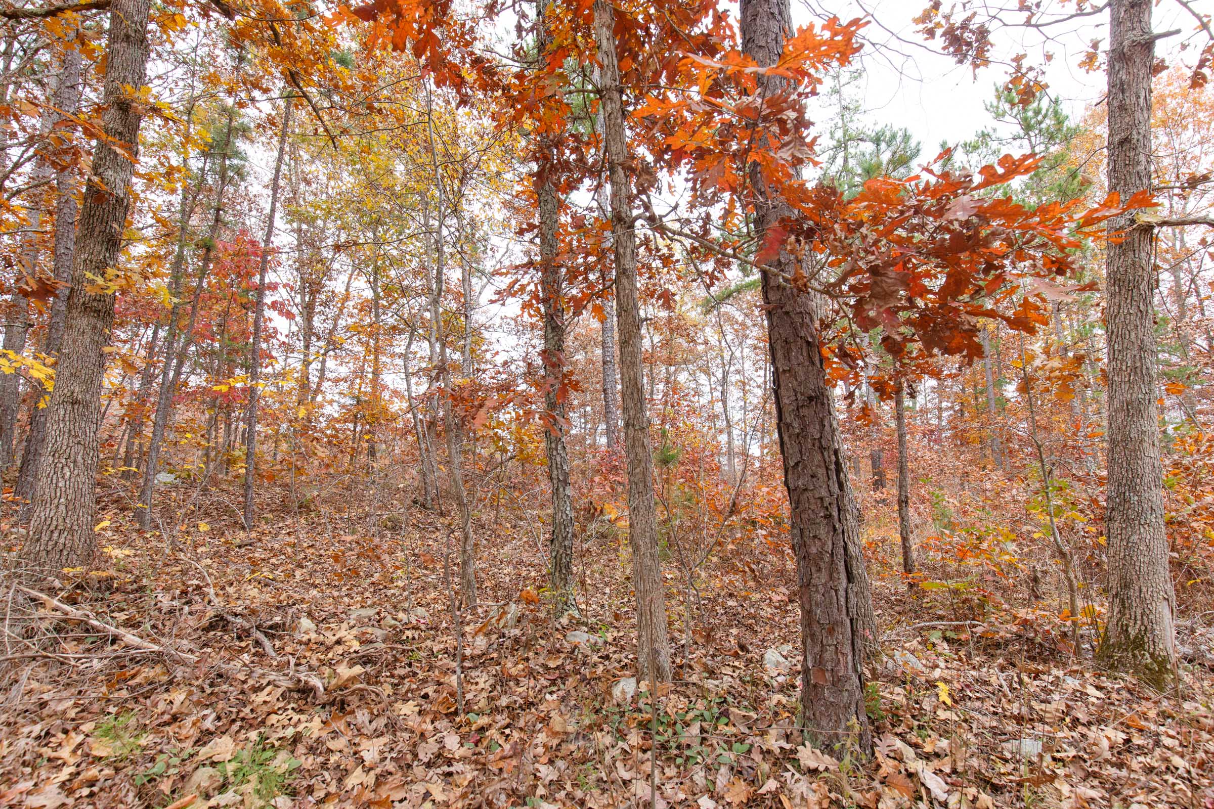 Tract 8 at Hawkcrest in Reynolds County, Missouri