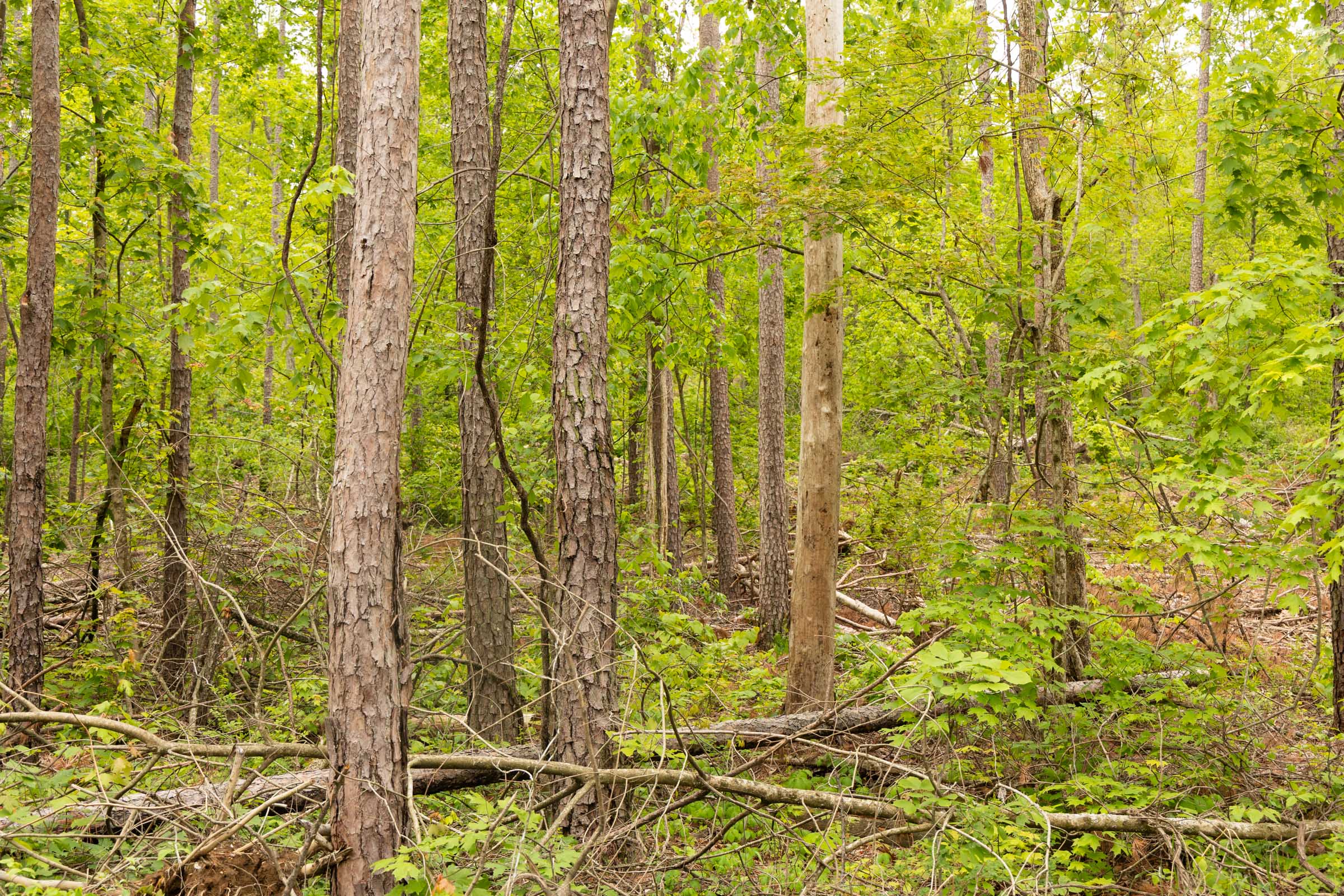 Tract 1 at Stardust Estates in Reynolds County, Missouri