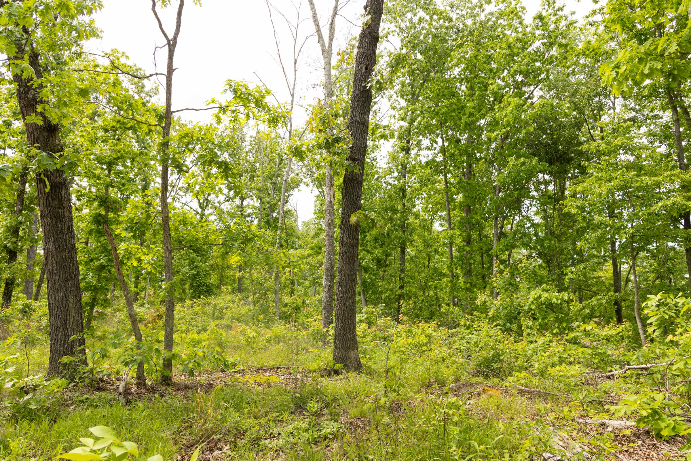 Tract 10 at Stardust Estates in Reynolds County, Missouri