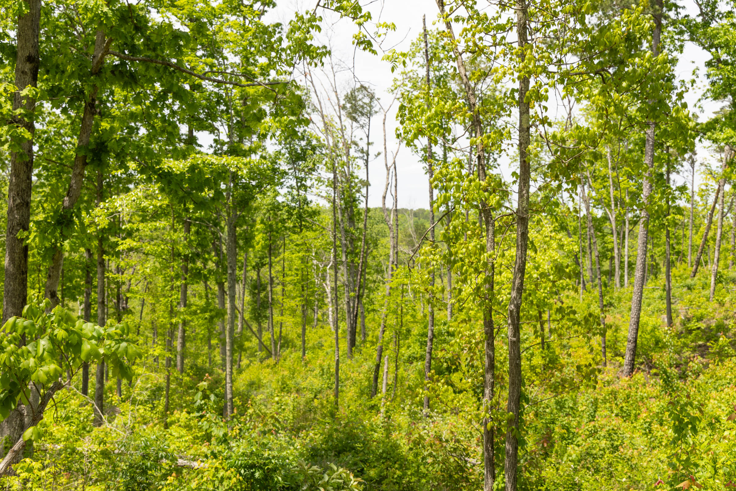 Tract 14 at Stardust Estates in Reynolds County, Missouri