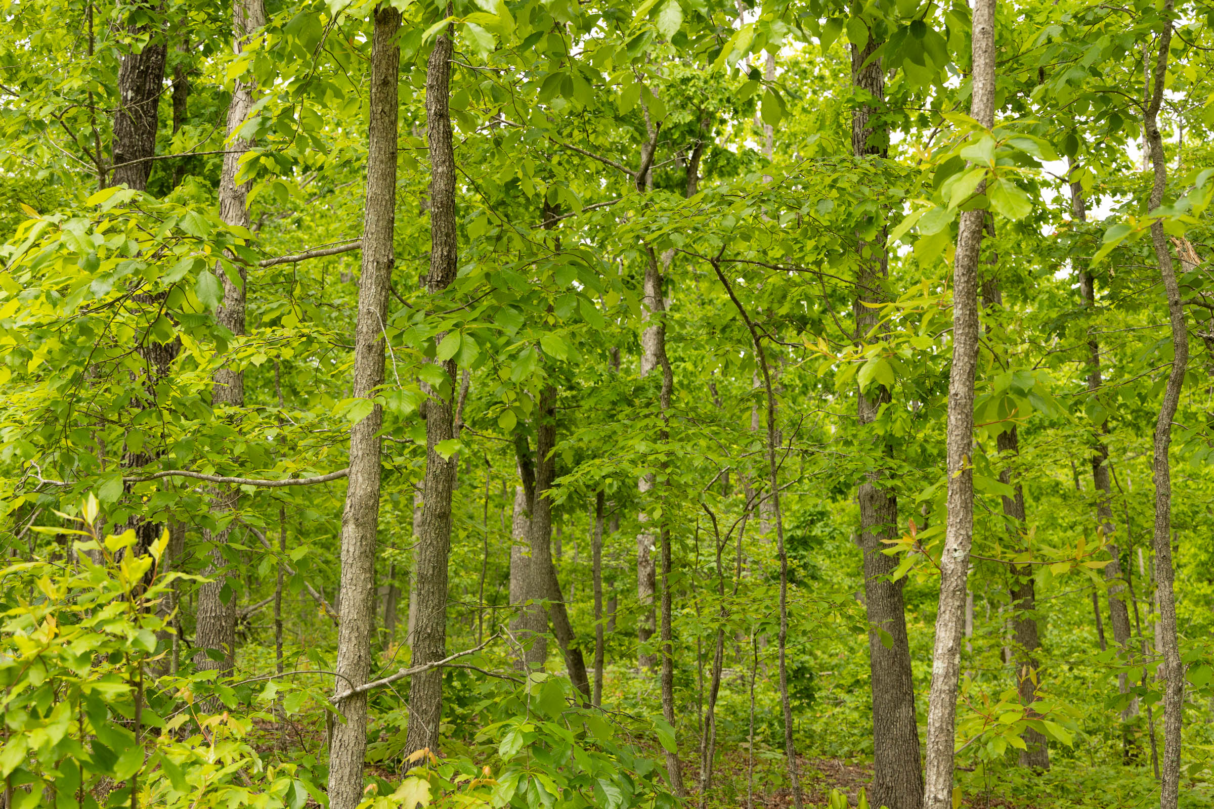Tract 20 at Stardust Estates in Reynolds County, Missouri