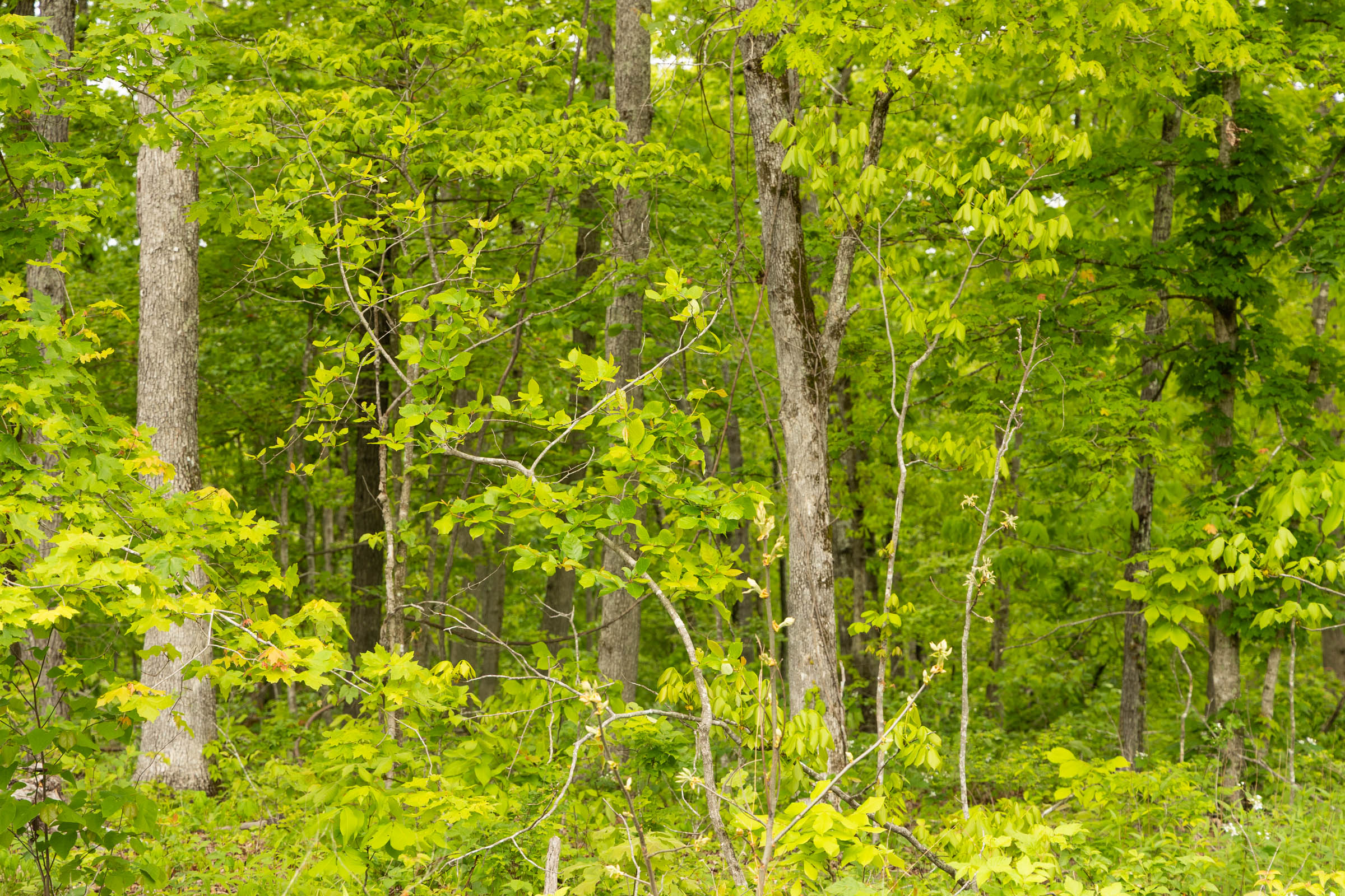 Tract 34 at Stardust Estates in Reynolds County, Missouri