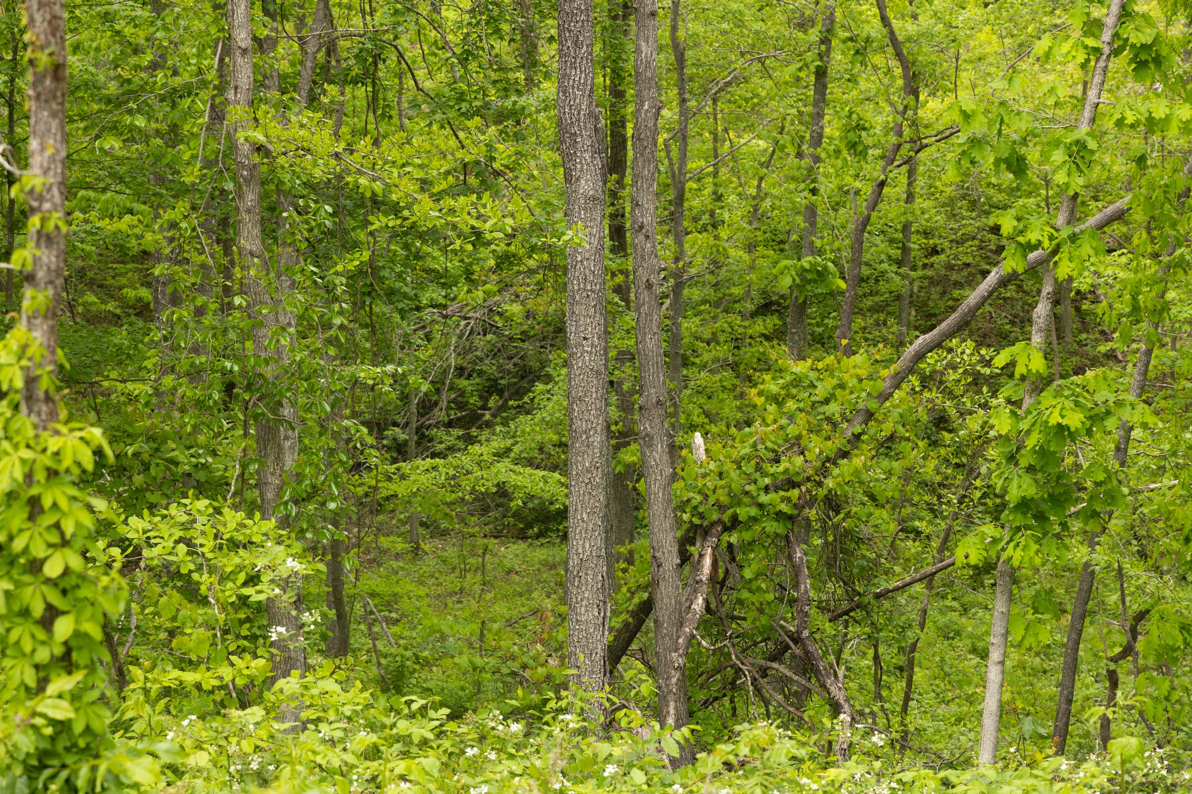 Tract 4 at Stardust Estates in Reynolds County, Missouri