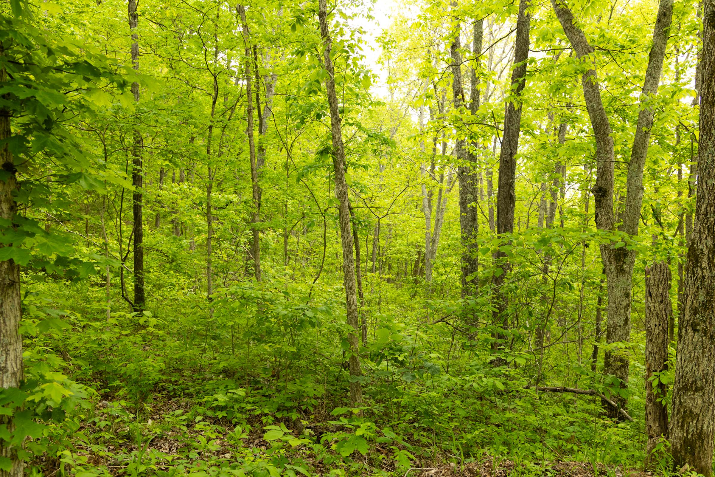 Tract 5 at Stardust Estates in Reynolds County, Missouri