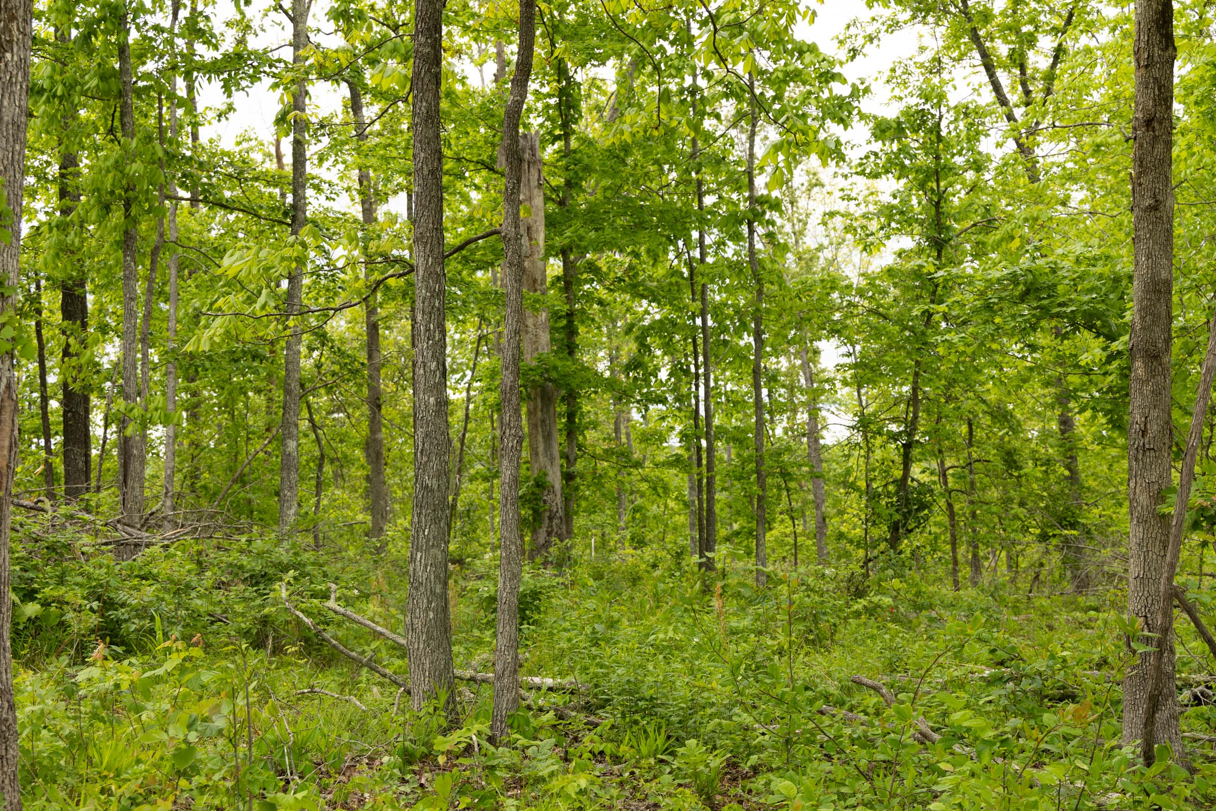 Tract 6 at Stardust Estates in Reynolds County, Missouri