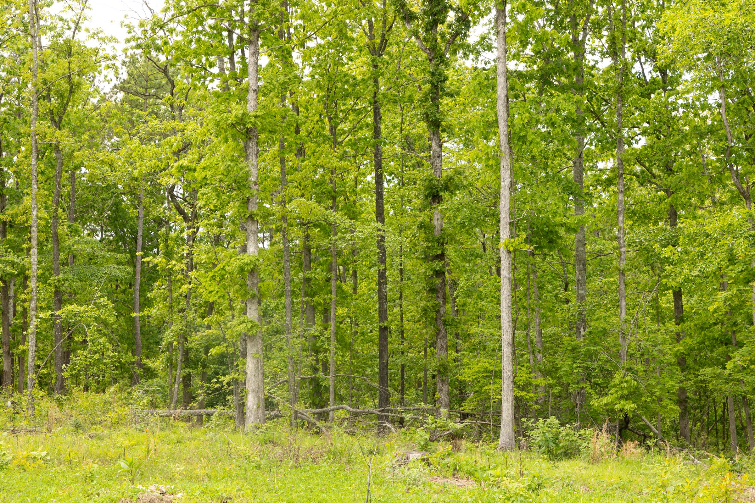 Tract 7 at Stardust Estates in Reynolds County, Missouri