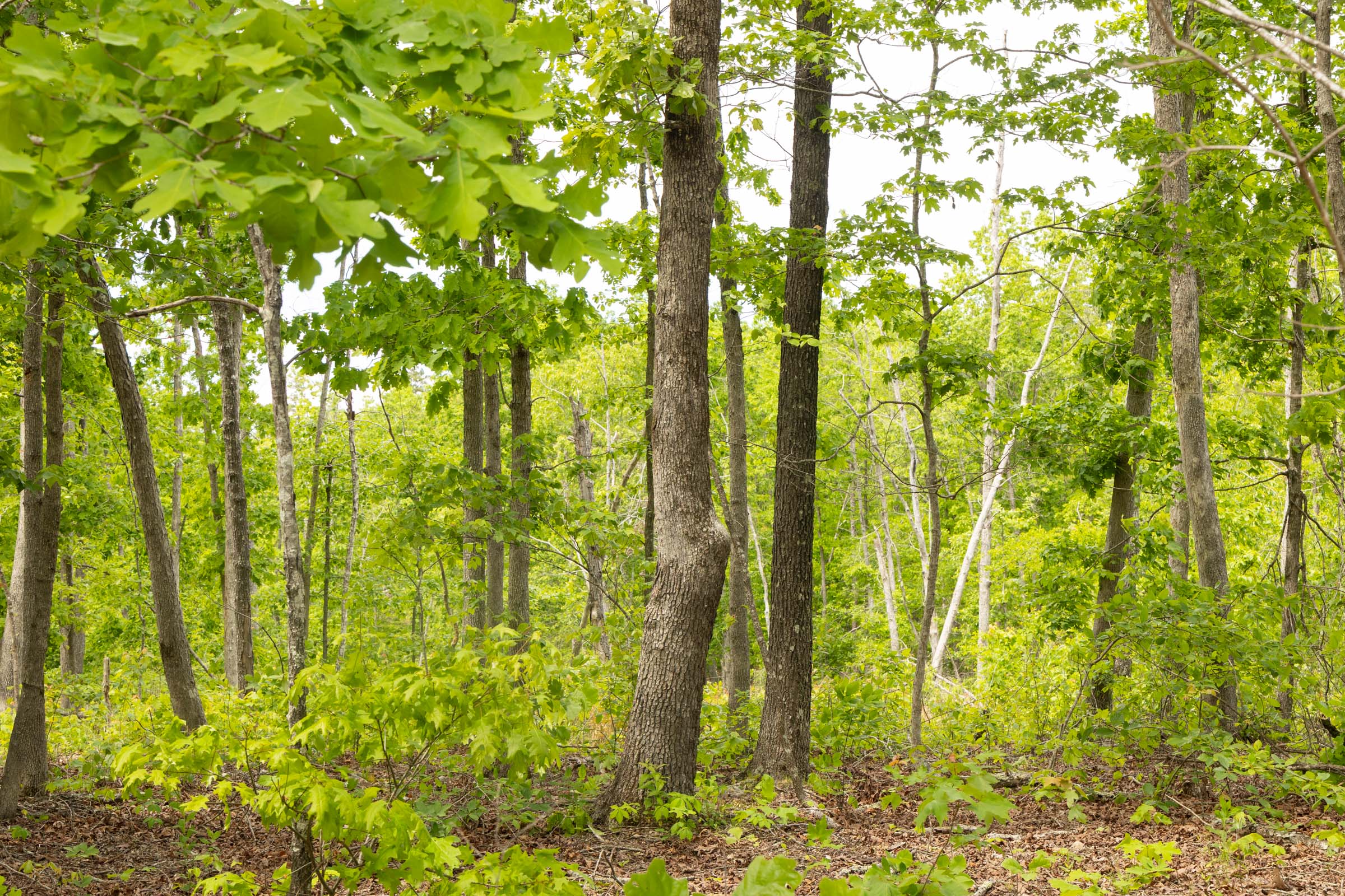 Tract 9 at Stardust Estates in Reynolds County, Missouri