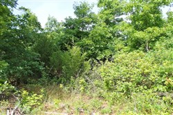 property photo for Green Mountain Ranch Tract 15, 12.59 acres for sale in Shannon County, Missouri