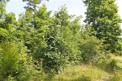 property photo for Green Mountain Ranch Tract 15, 12.59 acres for sale in Shannon County, Missouri