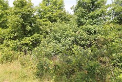 property photo for Green Mountain Ranch Tract 15, 12.59 acres for sale in Shannon County, Missouri