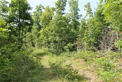 property photo for Green Mountain Ranch Tract 15, 12.59 acres for sale in Shannon County, Missouri