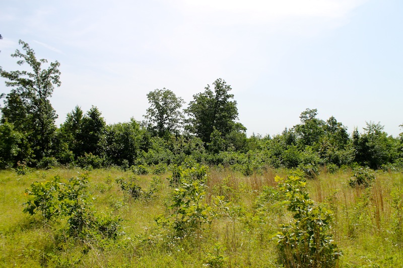 Tract 18 at Green Mountain Ranch in Shannon County, Missouri