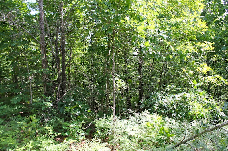 Tract 21 at Green Mountain Ranch in Shannon County, Missouri