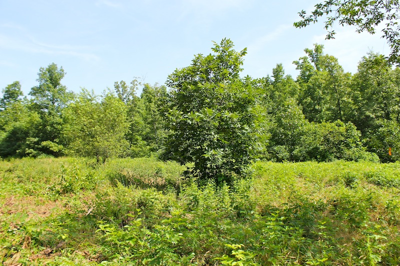 Tract 23 at Green Mountain Ranch in Shannon County, Missouri