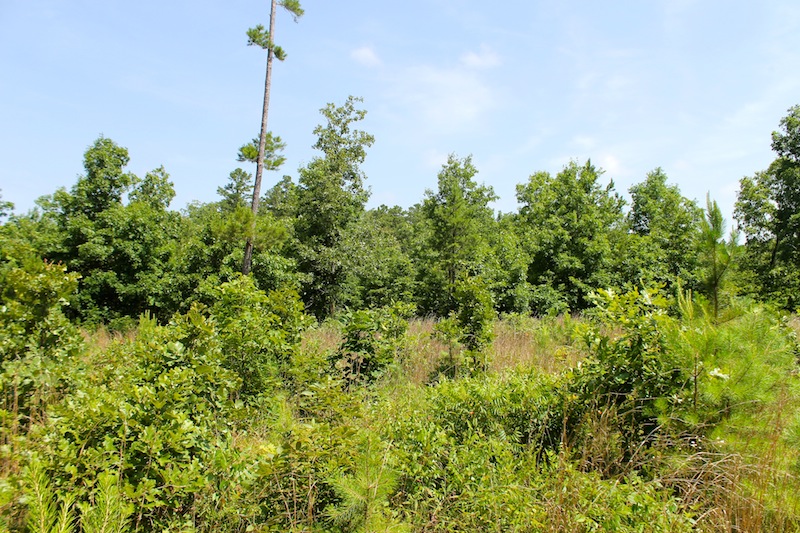 Tract 29 at Green Mountain Ranch in Shannon County, Missouri
