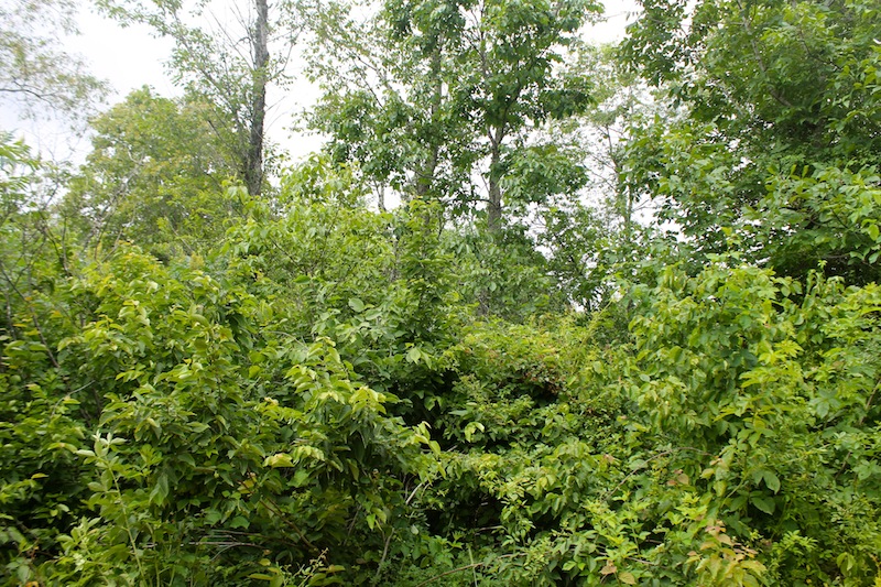 Tract 33 at Green Mountain Ranch in Shannon County, Missouri